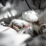 Purring Cat Sound 20 Ft Cat Purring Sound & Kittens Purring & Мурчание Кошек И Котят